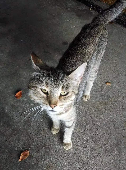 被蜜蜂蛰狂奔的动物,被蜜蜂蛰了的小动物的图片可爱