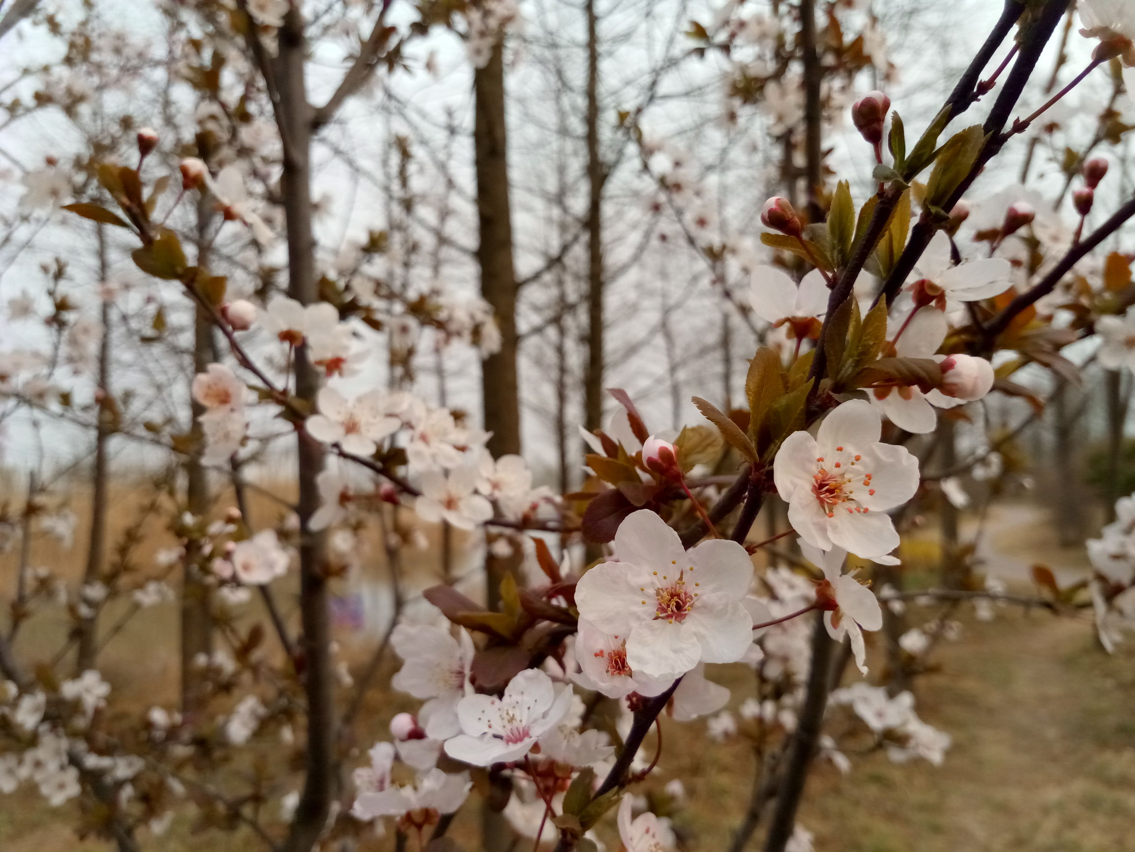 金立天鉴w909最新价格,金立天鉴W909翻盖手机