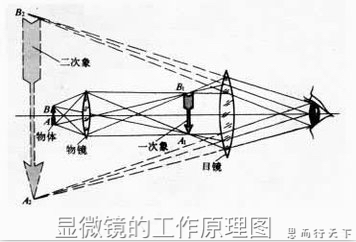 显微镜的简单易懂原理,显微镜的构造及使用