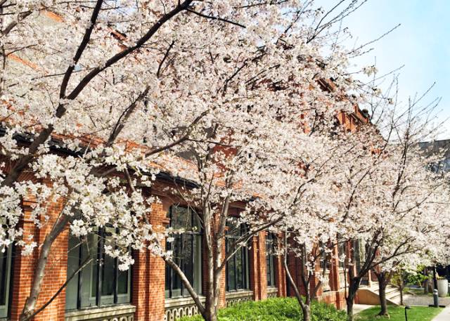 一场樱花雨醉了人间四月天,人间最美四月天樱花怒放
