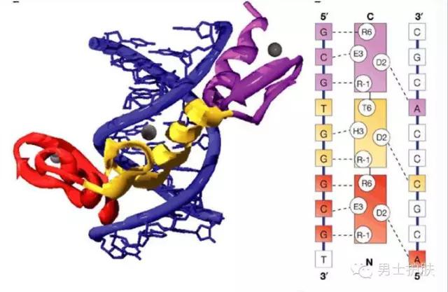 痘痘肌可以喝的葡萄糖酸锌,葡萄糖酸钙锌可以祛痘痘吗