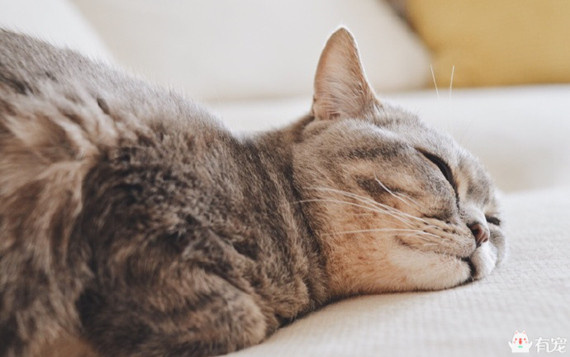 喵星人形象演绎痛经到底有多痛?