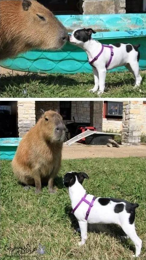 人见人爱车见车载花见花开,人见人爱花见花开车见车英文