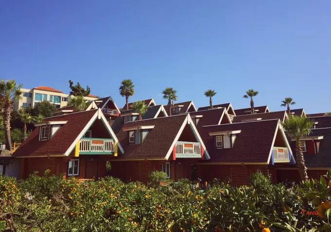 做一只治愈的猫,做一只快乐的柴犬