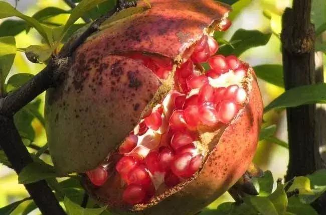 大家好，今天给大家介绍一下，这是风物君特别爱吃的——石榴