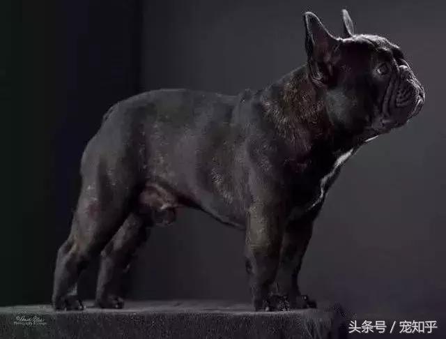 世界名犬英国,世界名犬杜高犬