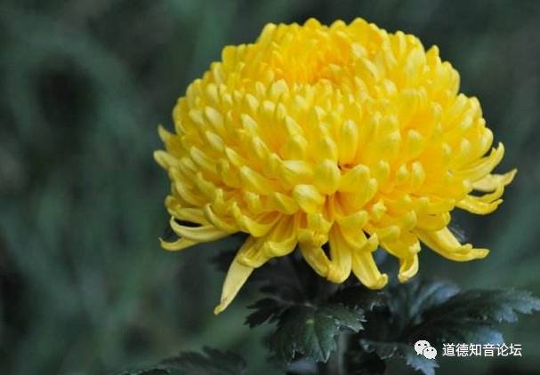 寒露的习俗禁忌与典故,寒露的由来和习俗合集