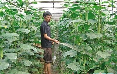 冬季大棚黄瓜要怎样预防冻害,冷棚黄瓜怎样预防倒春寒