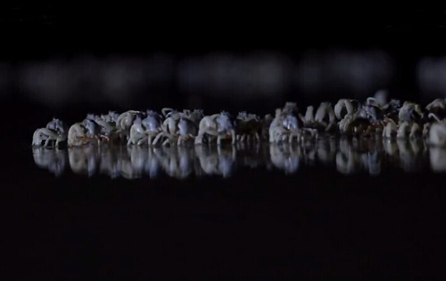 沙蟹洞抓沙蟹技巧,角眼沙蟹中华沙蟹