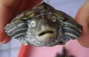 龟类冬眠方法技巧全面指南,各种龟类的冬眠方法