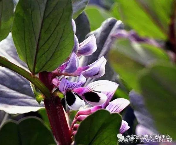 磷酸二氢钾在农作物的使用方法,磷酸二氢钾使用方法及注意事项