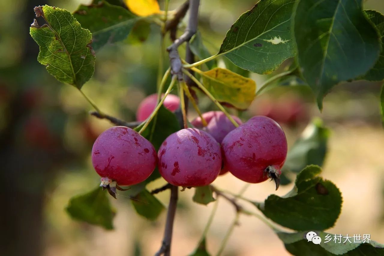补钙的水果钙王,它是秋果之王每天吃几颗