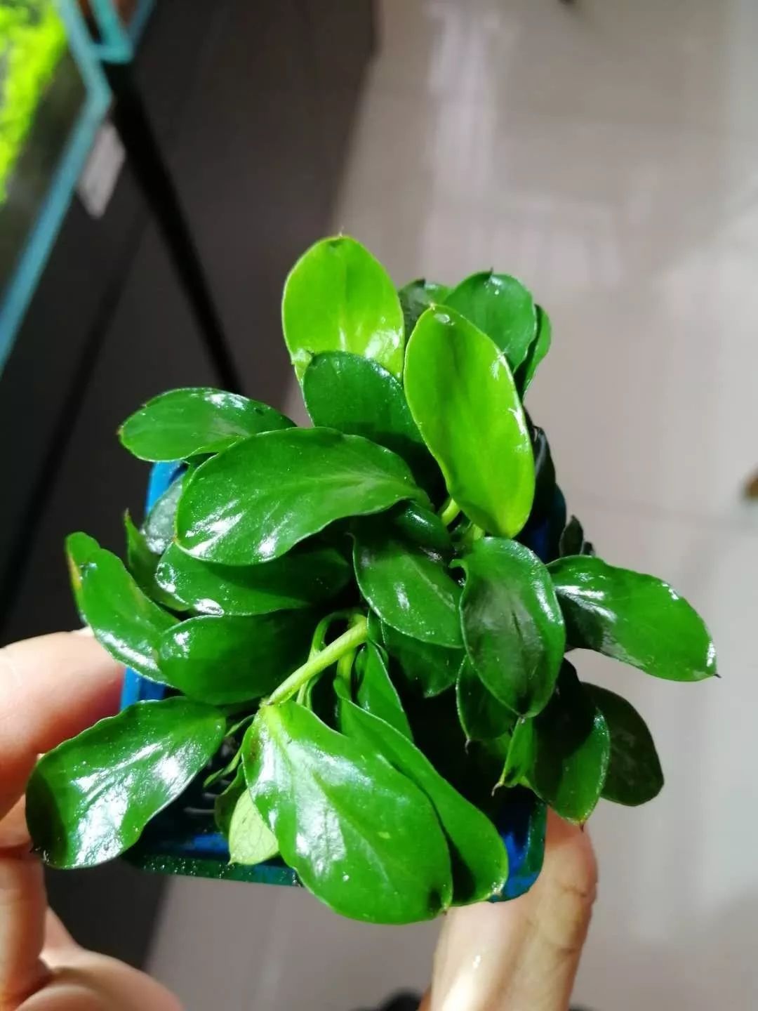 水榕需要种在水草泥里吗,水草造景生命之树