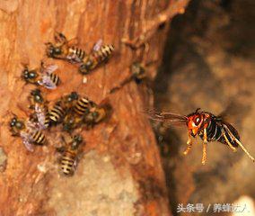 对付马蜂的方法,防胡蜂的最佳方法