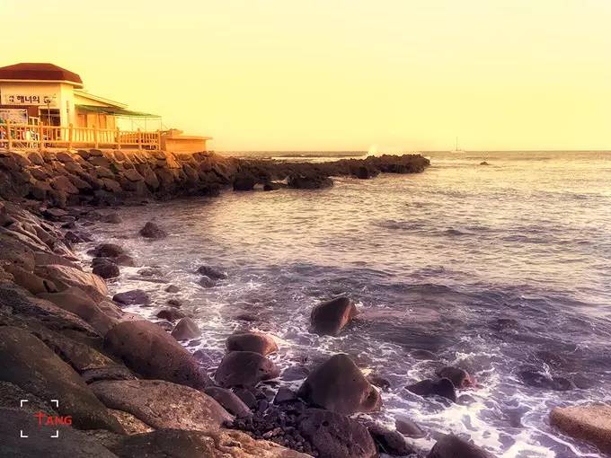 做一只治愈的猫,做一只快乐的柴犬