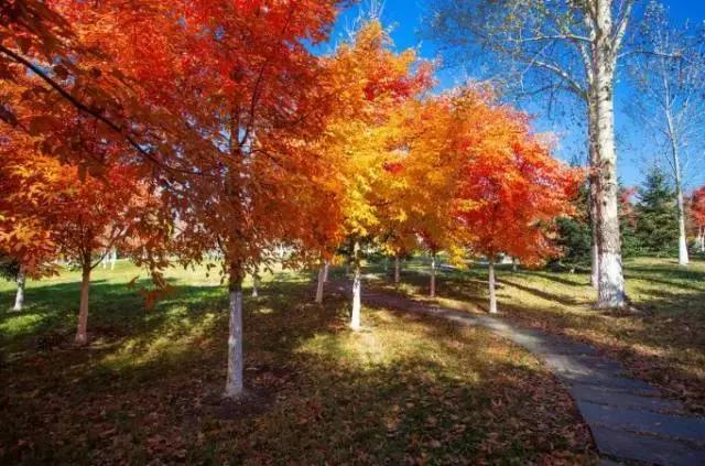 长春冬季最美拍照地,长春有一个很适合拍照的地方