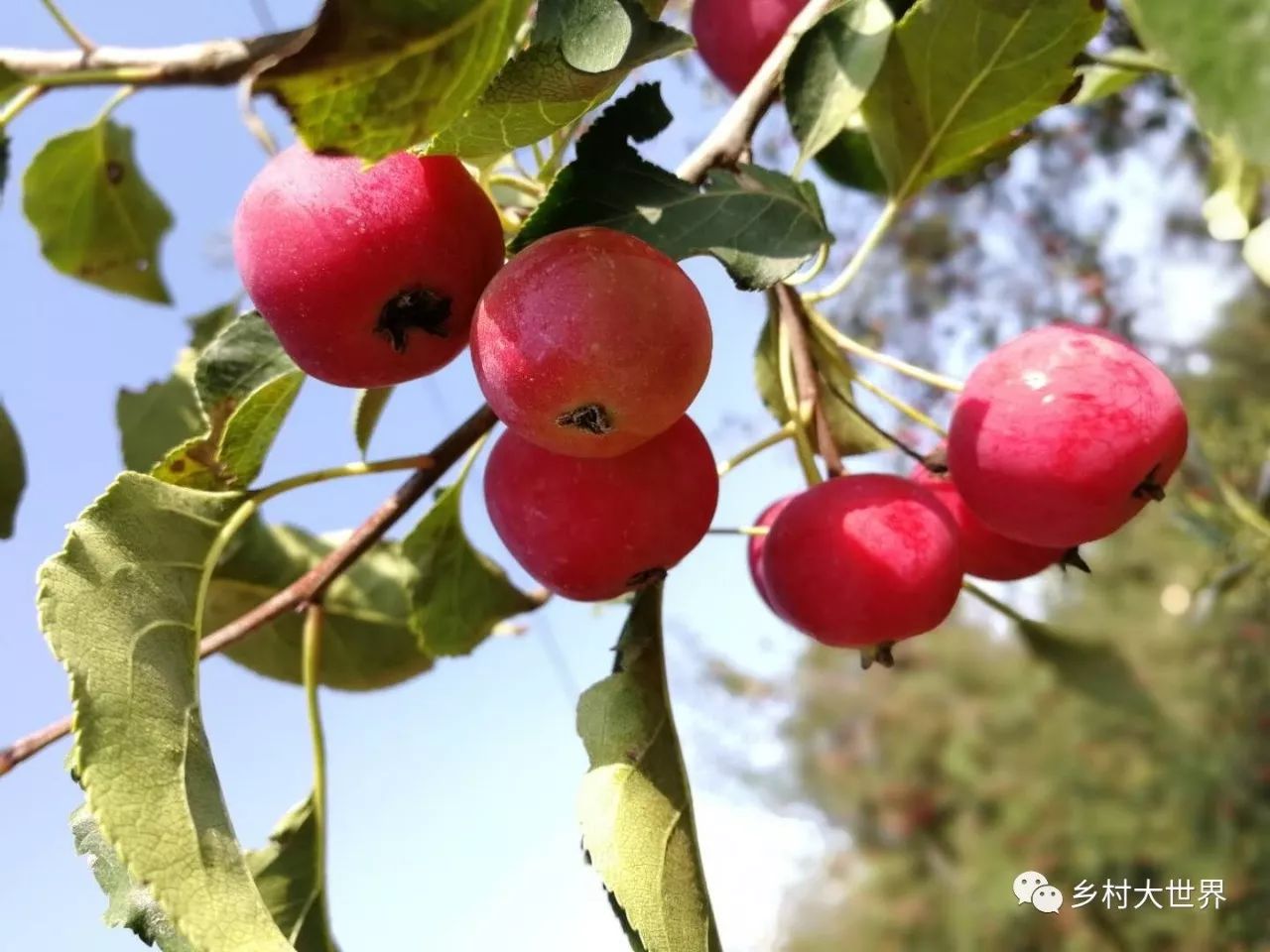 补钙的水果钙王,它是秋果之王每天吃几颗