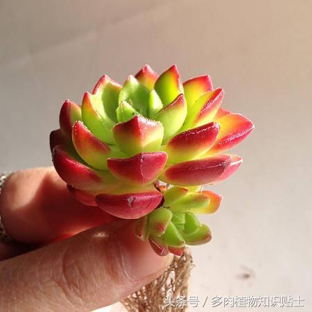 培育杂交植物,有哪些好养的杂交多肉