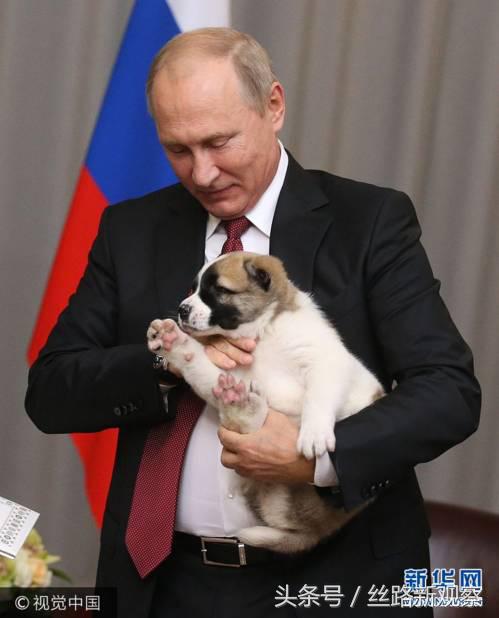 普京萌犬,普京再次喜提萌犬