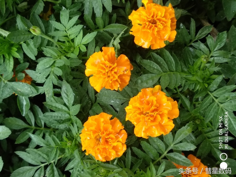 灏忕背5鍒嗕韩,鍒嗕韩5s鍐呭