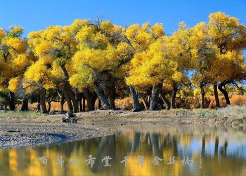 百年黄杨木雕,小叶黄杨老木雕