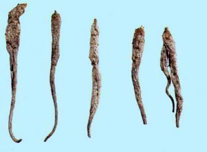 人参怎么选才是好的,都说人参好人参真的有用吗