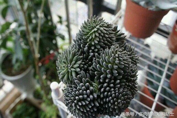 多肉植物究竟能火多久,多肉植物为什么能火起来