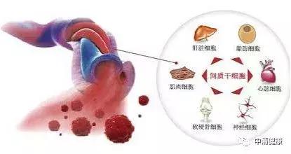 储存脐带间充质干细胞和脐带血干细胞有哪些区别？