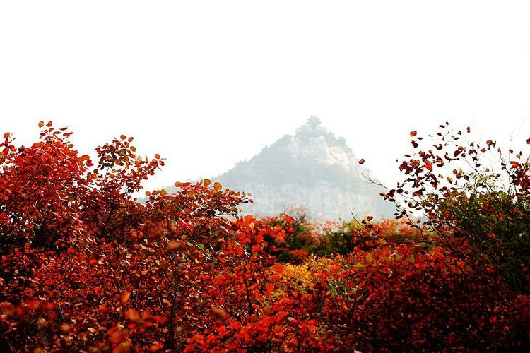 秋韵流过的晋城红