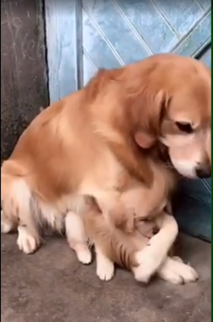 金毛被赞大暖男视频,金毛暖男主人