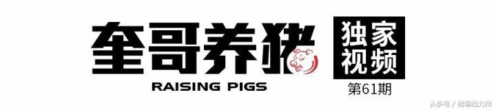 母猪感染蓝耳仔猪如何处理,母猪乳房炎引起仔猪下痢的治疗