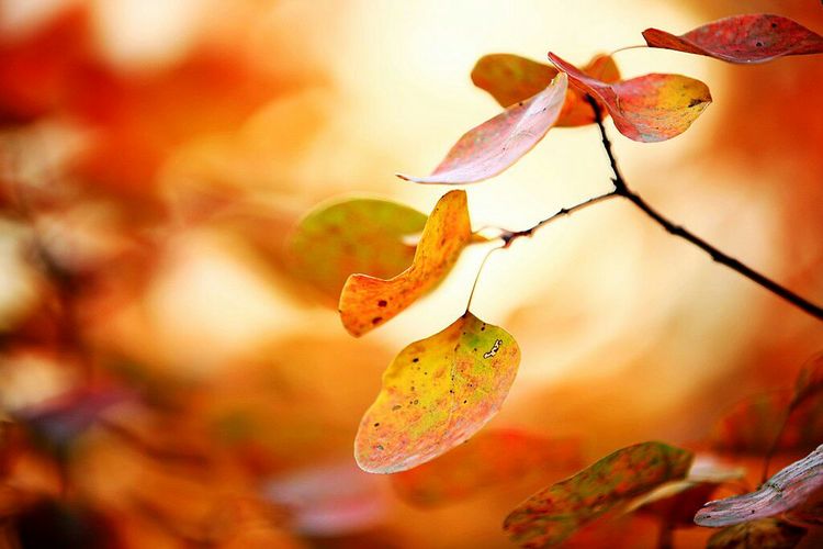 秋韵流过的晋城红