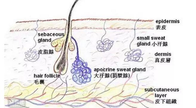 腋臭的原因治疗方法,腋臭的原因及消除腋臭的8个方法