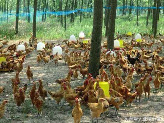 卖土鸡的最佳方法,土鸡销路妙招