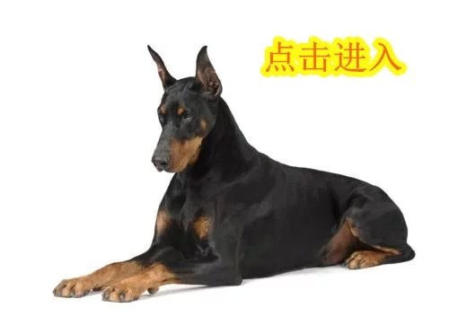 杜宾犬打架厉害吗视频,杜宾犬打架厉害吗视频大全