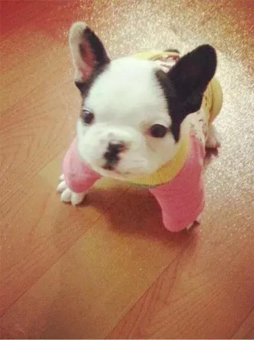 斗牛犬容易得哪些疾病,斗牛犬大小便是怎么回事