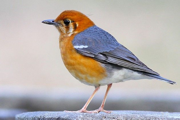 观赏鸟十大名鸟排名,哪些鸟儿飞得高