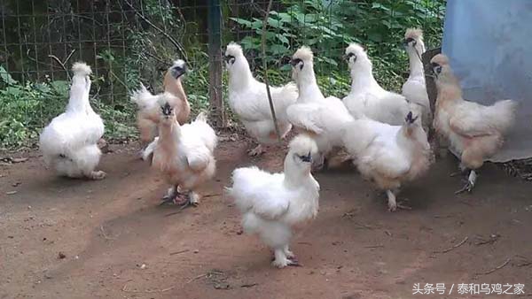 乌鸡生病最佳治疗方法,乌鸡养殖预防程序