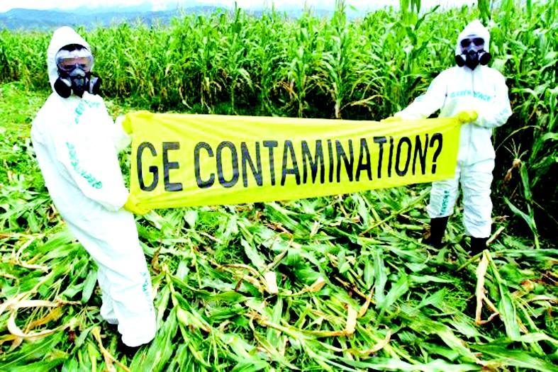 转基因产品究竟对人体有无害处,长期食用转基因大豆油好吗