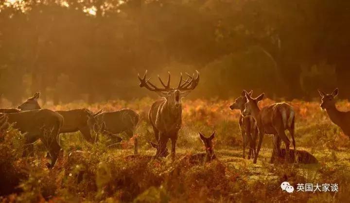 华人伦敦遭鹿攻击酿惨剧，事发地里士满公园警告：务必离鹿50米！
