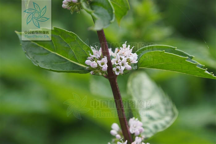 大叶留兰香薄荷都可以吃吗,吃薄荷会闻不到刺鼻的气味吗