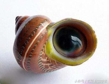 能戴在身上的美味,好吃更好看!