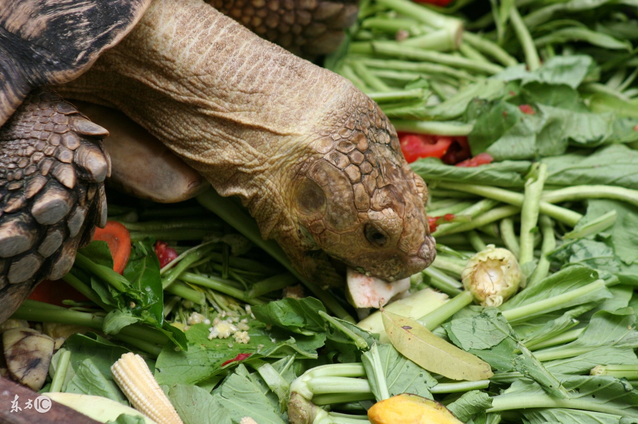 乌龟为什么长寿百科,乌龟长寿中国故事