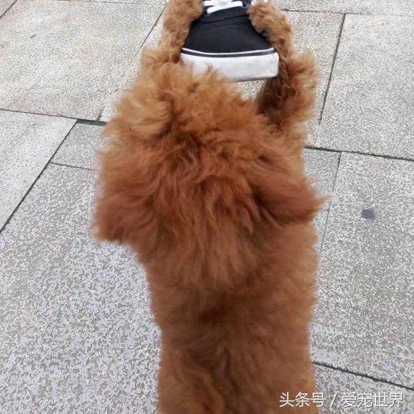 买来泰迪狗没有断尾怎么办,泰迪第二天就断尾了