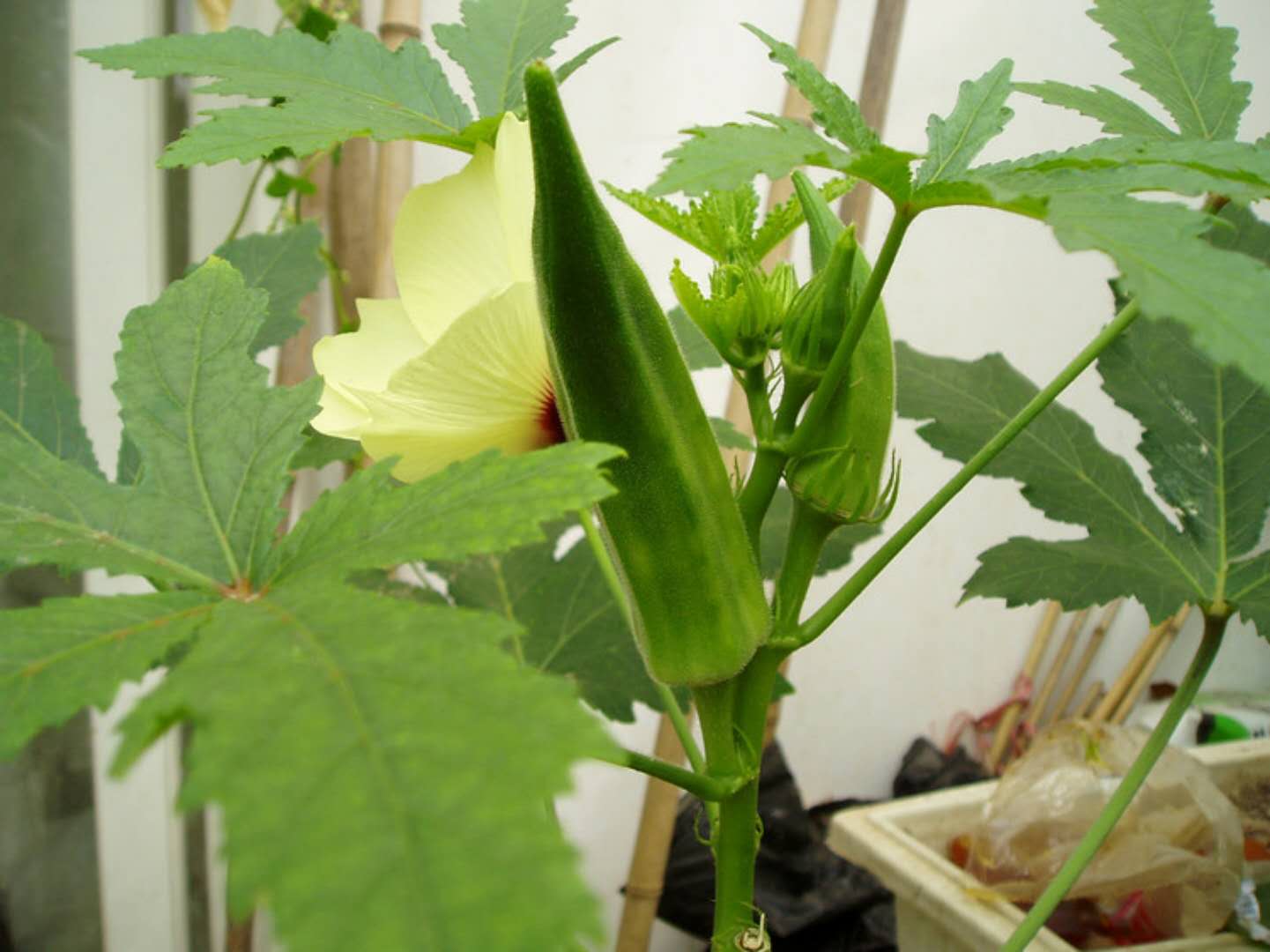 秋葵什么季节吃最好呢,秋葵适合什么季节吃最好