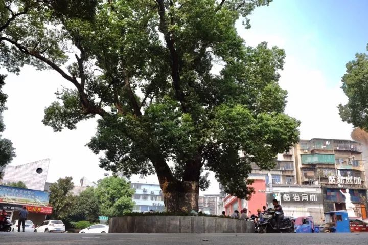 「红棉·长河」三棵古树牵出的百年铁路