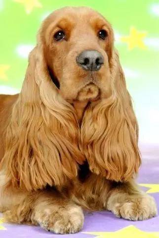 黄色毛的狗狗是什么品种,狗狗品种大全及图片与介绍