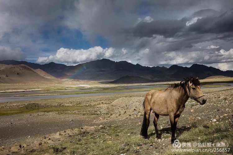 只要能去*藏西**,头痛高反什么的都不care