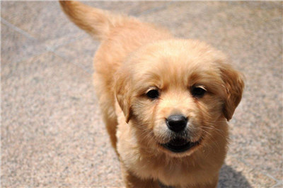 金毛犬怎么养跟训练,金毛犬好训练吗要怎么训练