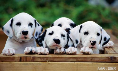 斑点狗大麦町犬为什么禁养,棕色斑点的大麦町犬